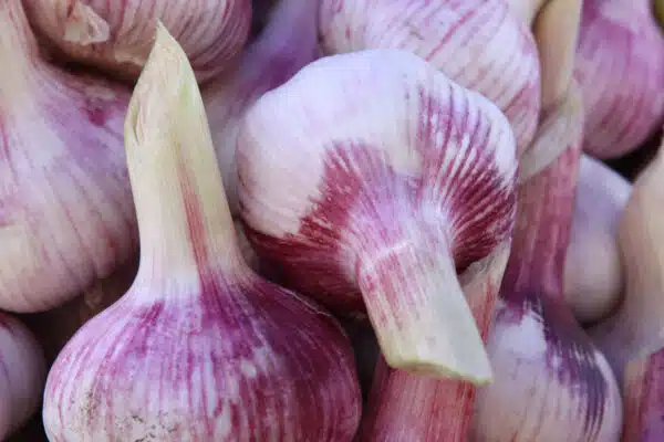 Red Garlic