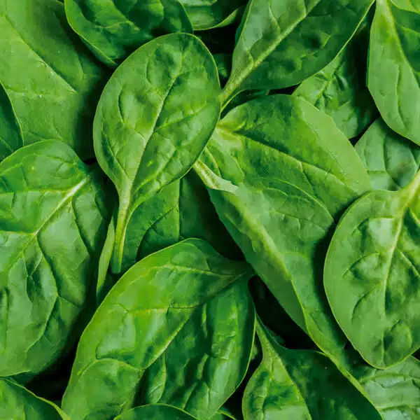 Spinach