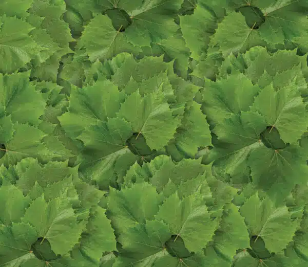 Vine Leaves