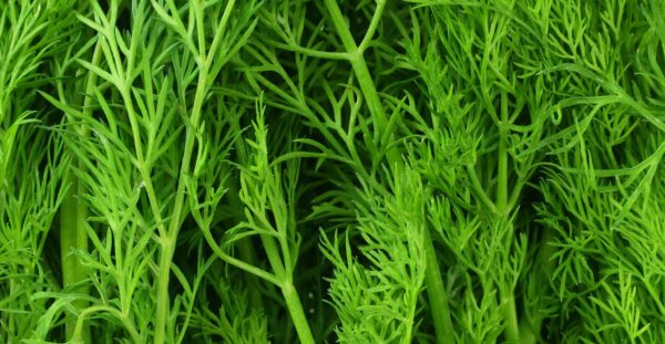 Dill