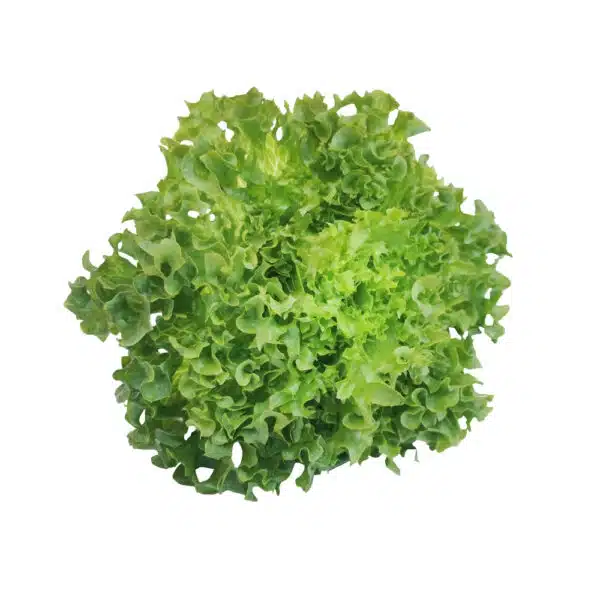 Ice Berg Lettuce