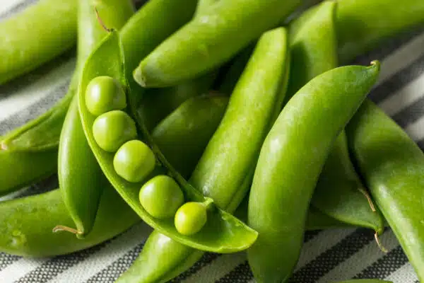 Snow Pea