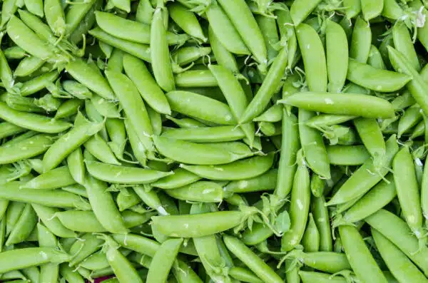 Sugar Snap