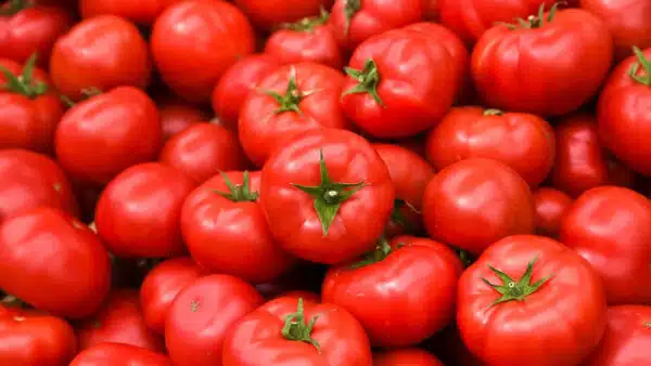 Tomato