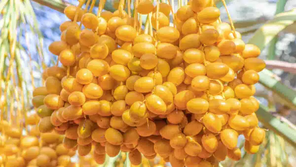 Barhi dates